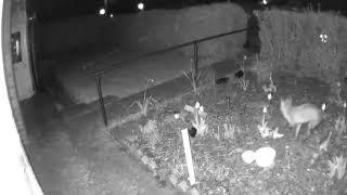 Fox in night vision