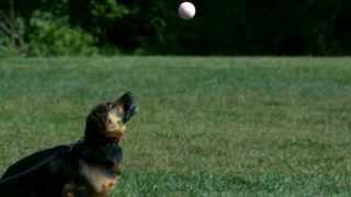 Dog Jumping in Slow Motion for Yellow Tennis Ball in High Definition HD Slow Mo Video Camera Footage