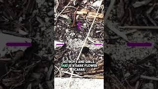 Dark Flower Scarab Beetle Encounter - Bug and Insect Videos for Preschool Kids and Toddlers