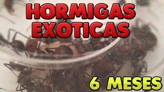 Las Hormigas EXÓTICAS 6 Meses Después | Camponotus Nicobarensis