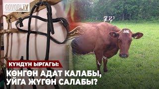 Күндүн ыргагы: Көнгөн адат калабы, уйга жүгөн салабы