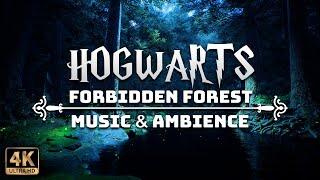 The Forbidden Forest | 4K Harry Potter Music & Ambience