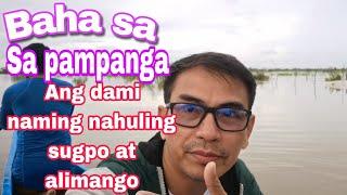 bagyong falcon ang laki ng baha sa pampanga ang dami naming HULING SUGPO AT ALIMANGO SA BAHA