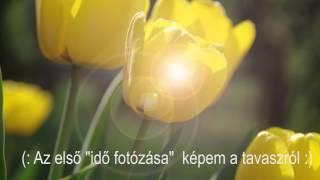 Idő fotózása tulipán