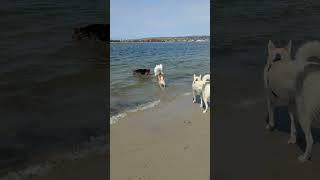 Shiba Inu playing with friends on the beach dog park. #funnydoge #shiba #cutedoge #bowie_theshiba