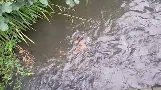 Karpfen im Außenreich der Nilpferde im Zoo Berlin