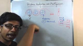 Histone acetylation and methylation