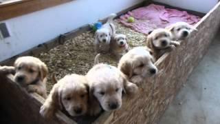 Too cute golden retriever Puppies Greet me In the Morning