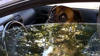 Собака за рулем Менты остановили собаку за превышение Неадекватный водитель