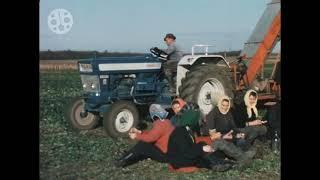 1960er - Marchfeld - Feldarbeit - Ernte - Verladen - Jause - 1960s - Farm - Austria - 8mm