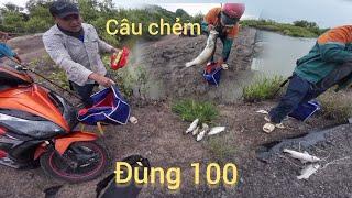 Câu cá chẻm, trở lại đùn 100 cần giờ câu cùng hội ae cần thủ không bao giờ móm