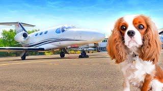 We FLEW our dog on a PRIVATE JET! ️