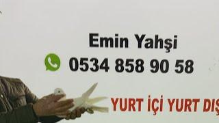  Canlı Mardin Oyun Kuşu Taklacı Güvercin Mezatı ‼️ Emin Yahşi Canlı Mezat #oyunkuşu #güvercin