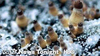 How Denver Decriminalized Magic Mushrooms (HBO)