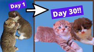 How kittens grow 0-4 weeks! scottish fold growth