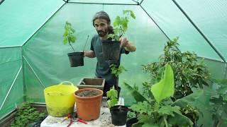 How to grow grapes in containers and pots.