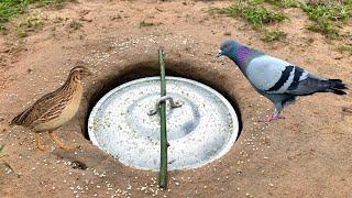 Simply DIY Unique Underground Quail Trap Technique Idea