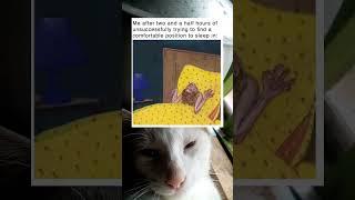 Ollie reacts to craze memes | #memes #shorts #cat