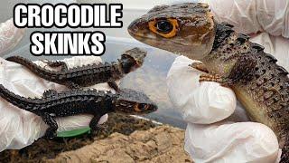 Project MINI DRAGON | Red-Eyed Crocodile Skink Breeding Project (PART 1)