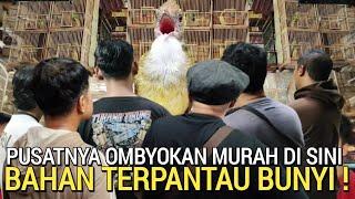 VIRAL KAN ! PART 2 PASAR BURUNG PRAMUKA BAHAN RASA GACOR MURAI PASTOL 700RB DI KIOS SIGIT TERBARU