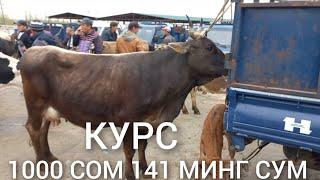 Кыргызстон   Учкун мол бозори СИГИРЛАР нархлари 1 чи видео