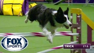 Watch Border Collie, Trick, Win 2017 Masters Agility Championship | FOX SPORTS