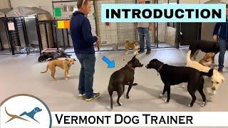 Understanding Dog Body Language When Meeting New Dogs