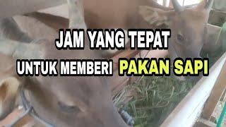 WAKTU YANG TEPAT UNTUK MEMBERI MAKAN SAPI