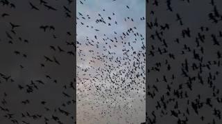 #flying #birds #natural #sky #birdsounds #riverside #tree #wonderful #feeling #happiness