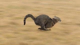 Supersonic cat  - Julinčiny sprinty