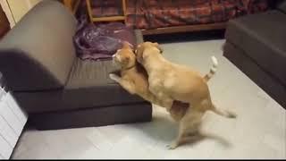 Dogs mating cats successfully at home || Funny dog meeting other animals