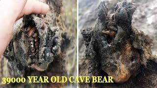 Perfectly Preserved 39,000 Year Old Cave Bear And Cub Discovered In Siberia