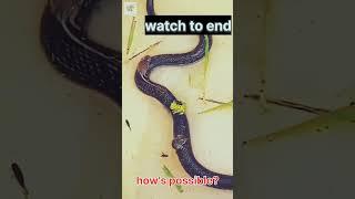 how? #shorts #wildlifeworld #snake #viralvideo