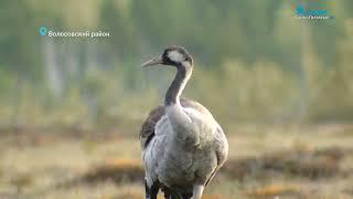 Лучшее время для создания семьи: лисы и журавли встречают весну