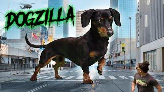 Ataque del perro salchicha gigante - Es... ¡DOGZILLA!