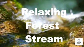 Relaxing forest stream for studying, sleeping, meditation , however it can be helpful.