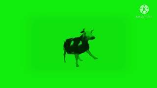 Polish cow behind a green screen