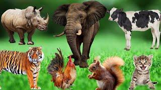 Animals and Their Food - Tigers, Chickens, Elephants, Squirrels, Cows - Animal School