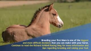 Everything You Should Know Prior to Breeding a Mare - Richard Schibell Racing