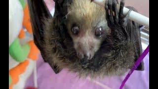 8 baby flying-foxes:  I have become octomum