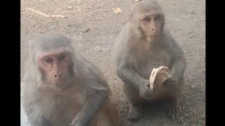 The Surprising Behavior of Monkeys Revealed #monkeys #monkeys_video #monkey_lover #Animal_lover #yt