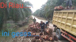 Muat sawit Riau !!! Buah sawit lagi trek tapi buah besar - besar...