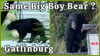 Gatlinburg Huge Big Boy Bear Encounter