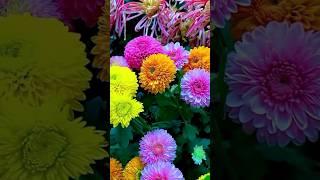 Colourful dahlia flowers | beautiful flower garden