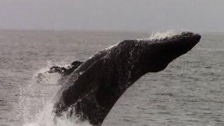 6.6.14 Breaching Humpback Whale Monterey