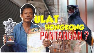 ULAT HONGKONG PANTANGAN MURAI GALAK ? BONGKAR SETTINGAN MURAI BATU PRESTASI JUARA KCM AR By HoBi ID