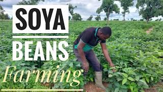 How To Start A Successful SOYA BEANS Farm As A Beginner In Ghana | Frenat Farms