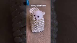 Cute Cat Video  Kore Nani Kore Nani Neko #shorts #whatsappstatus #catsofinstagram #cats #cat