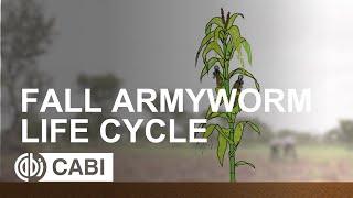 Fall Armyworm Life Cycle