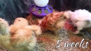 Silkie chicks from 3 days to 6 weeks